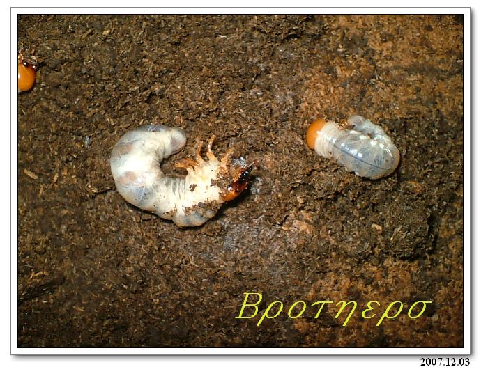 «ö¦¹¦b·sµøµ¡ÂsÄý¹Ï¤ù