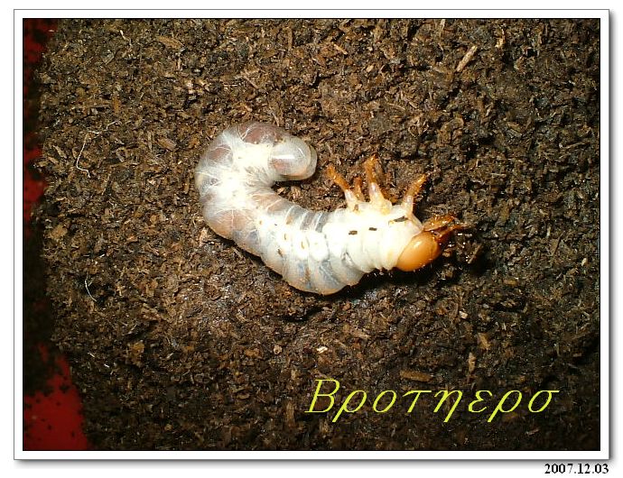 «ö¦¹¦b·sµøµ¡ÂsÄý¹Ï¤ù