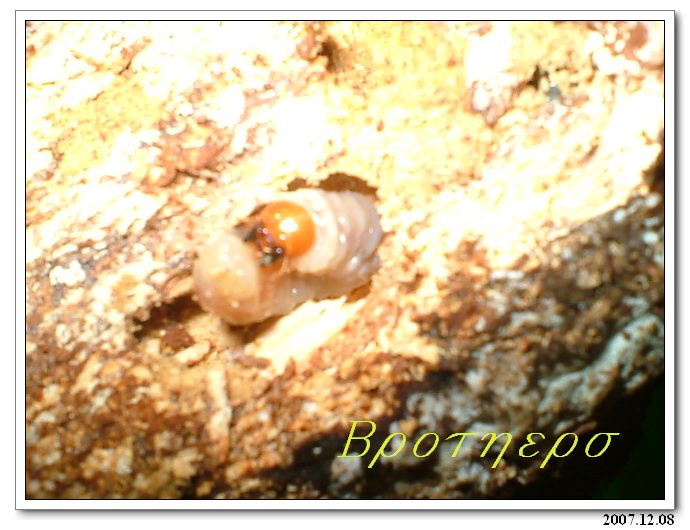 «ö¦¹¦b·sµøµ¡ÂsÄý¹Ï¤ù