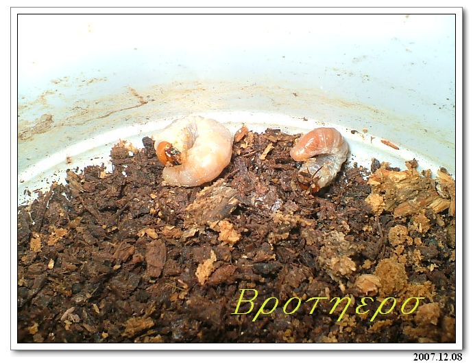 «ö¦¹¦b·sµøµ¡ÂsÄý¹Ï¤ù