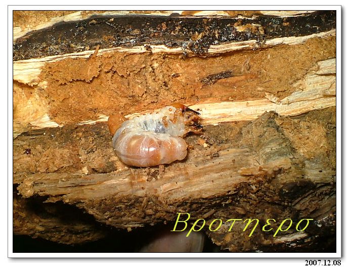 «ö¦¹¦b·sµøµ¡ÂsÄý¹Ï¤ù