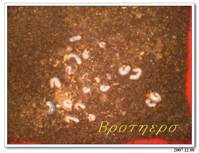 «ö¦¹¦b·sµøµ¡ÂsÄý¹Ï¤ù