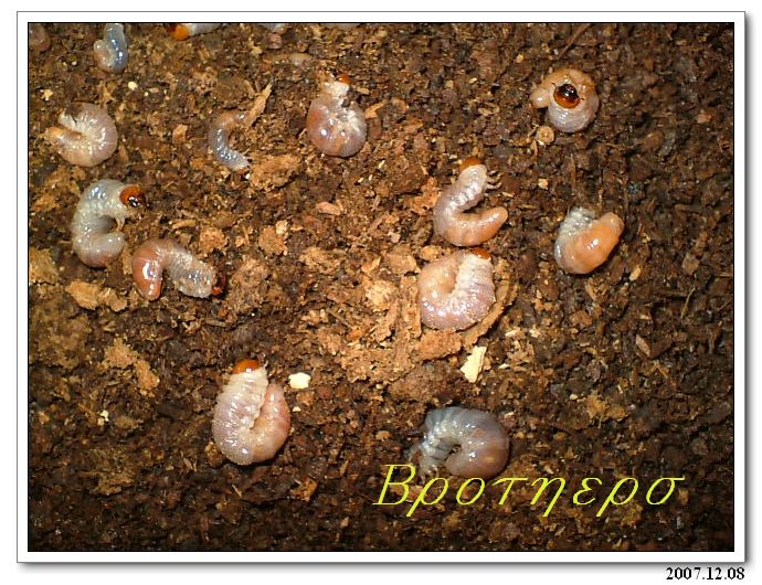 «ö¦¹¦b·sµøµ¡ÂsÄý¹Ï¤ù