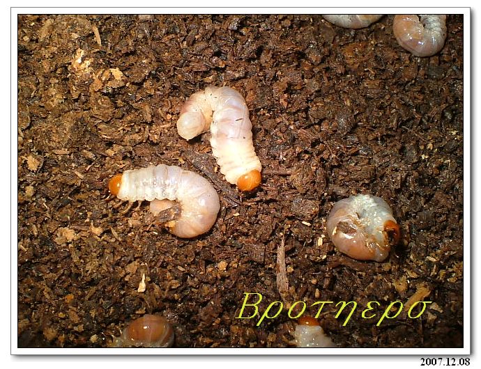 «ö¦¹¦b·sµøµ¡ÂsÄý¹Ï¤ù