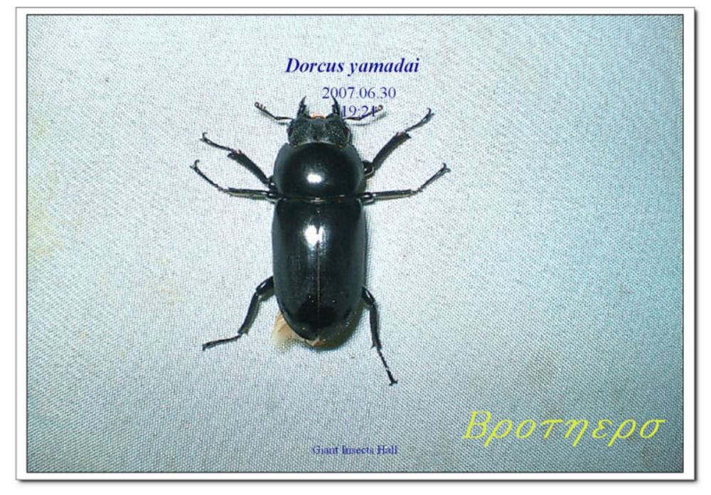 «ö¦¹¦b·sµøµ¡ÂsÄý¹Ï¤ù