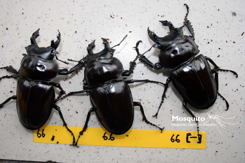 «ö¦¹¦b·sµøµ¡ÂsÄý¹Ï¤ù