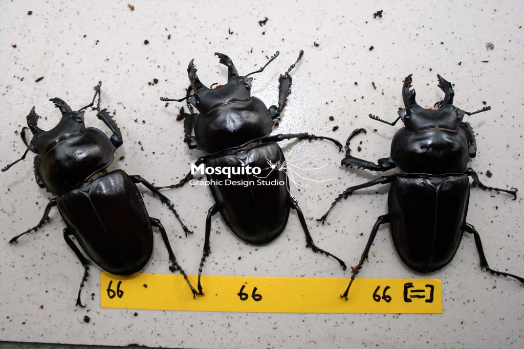 «ö¦¹¦b·sµøµ¡ÂsÄý¹Ï¤ù