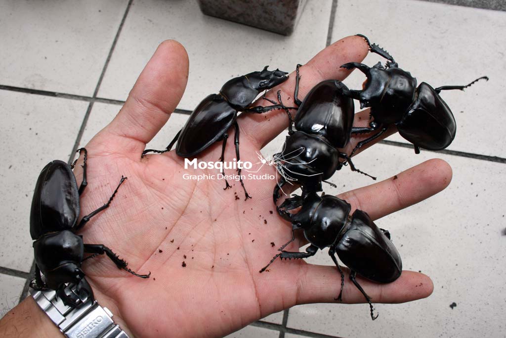 «ö¦¹¦b·sµøµ¡ÂsÄý¹Ï¤ù