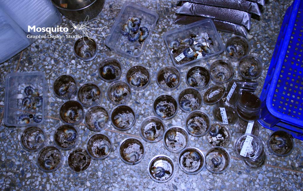 «ö¦¹¦b·sµøµ¡ÂsÄý¹Ï¤ù