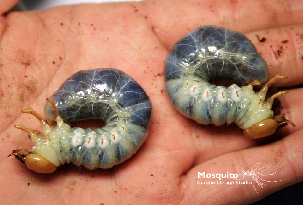 «ö¦¹¦b·sµøµ¡ÂsÄý¹Ï¤ù