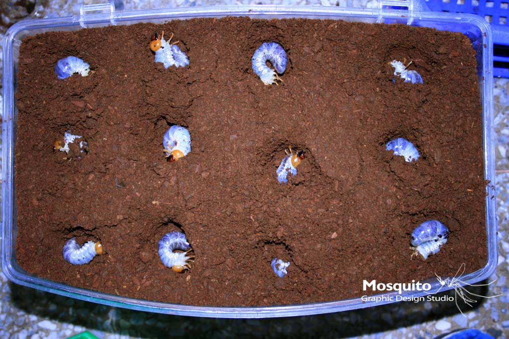 «ö¦¹¦b·sµøµ¡ÂsÄý¹Ï¤ù