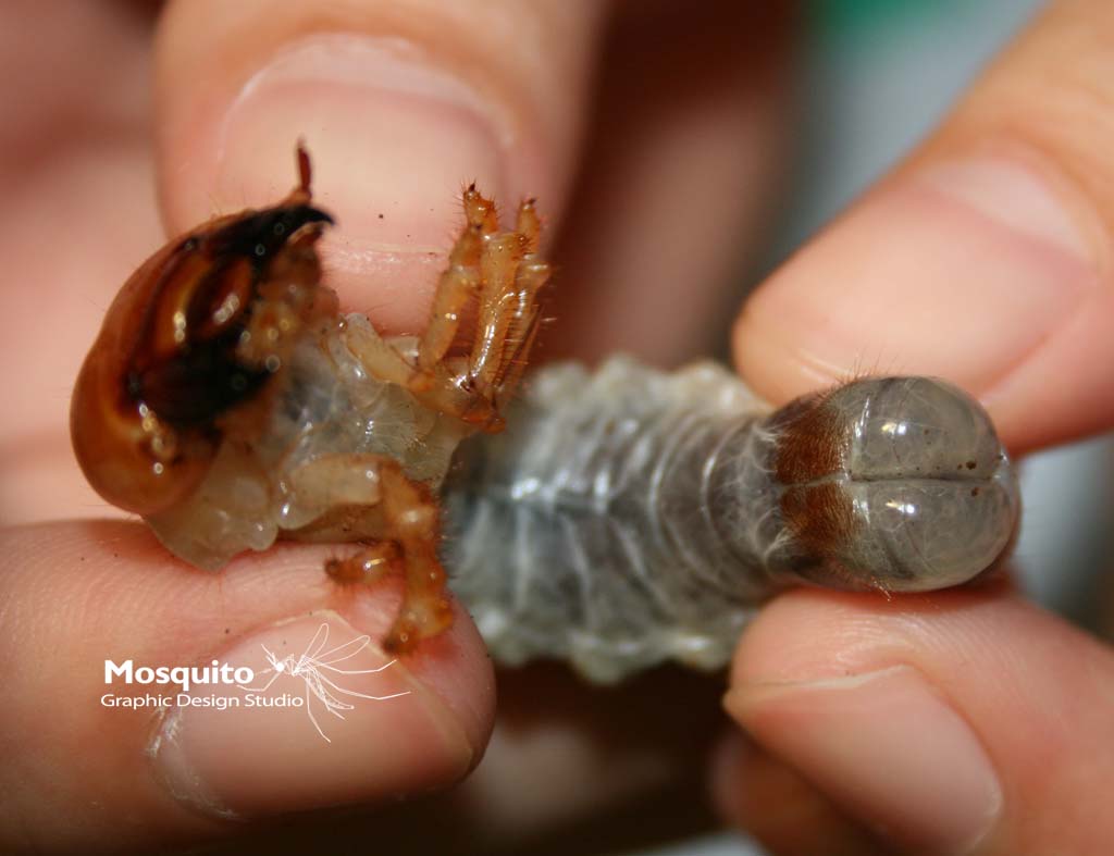 «ö¦¹¦b·sµøµ¡ÂsÄý¹Ï¤ù