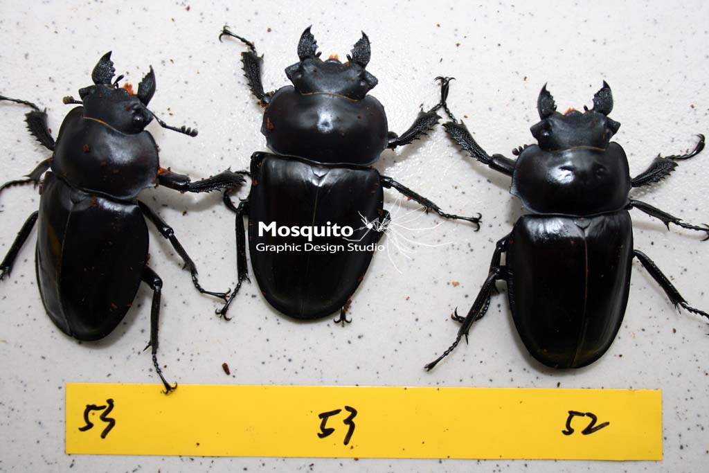 «ö¦¹¦b·sµøµ¡ÂsÄý¹Ï¤ù