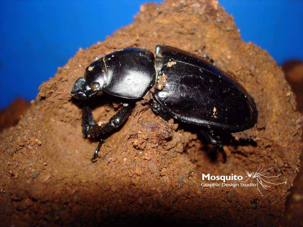 «ö¦¹¦b·sµøµ¡ÂsÄý¹Ï¤ù