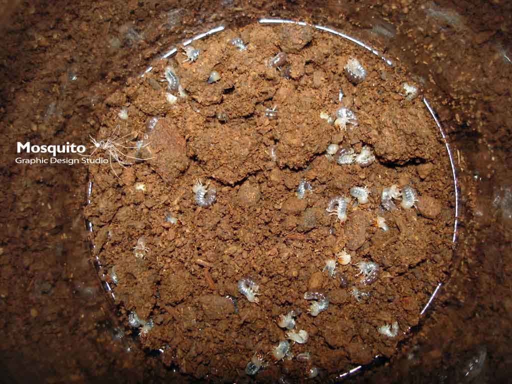 «ö¦¹¦b·sµøµ¡ÂsÄý¹Ï¤ù