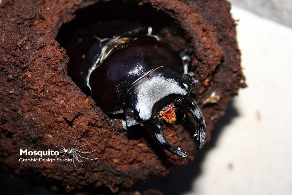 «ö¦¹¦b·sµøµ¡ÂsÄý¹Ï¤ù