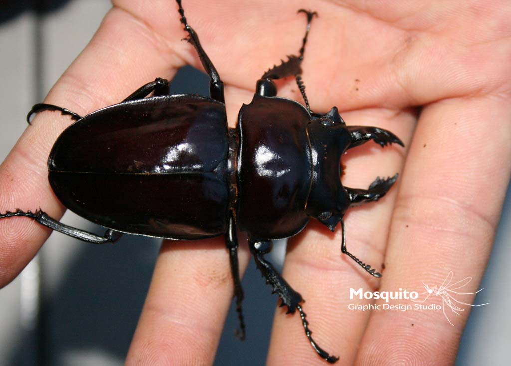 «ö¦¹¦b·sµøµ¡ÂsÄý¹Ï¤ù