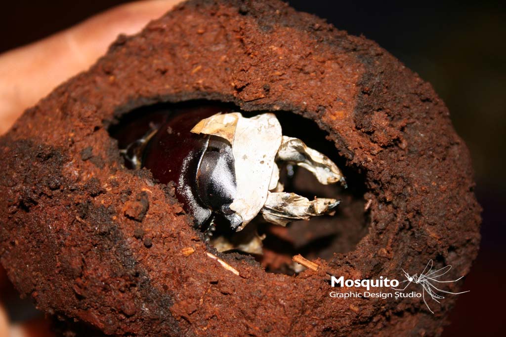 «ö¦¹¦b·sµøµ¡ÂsÄý¹Ï¤ù