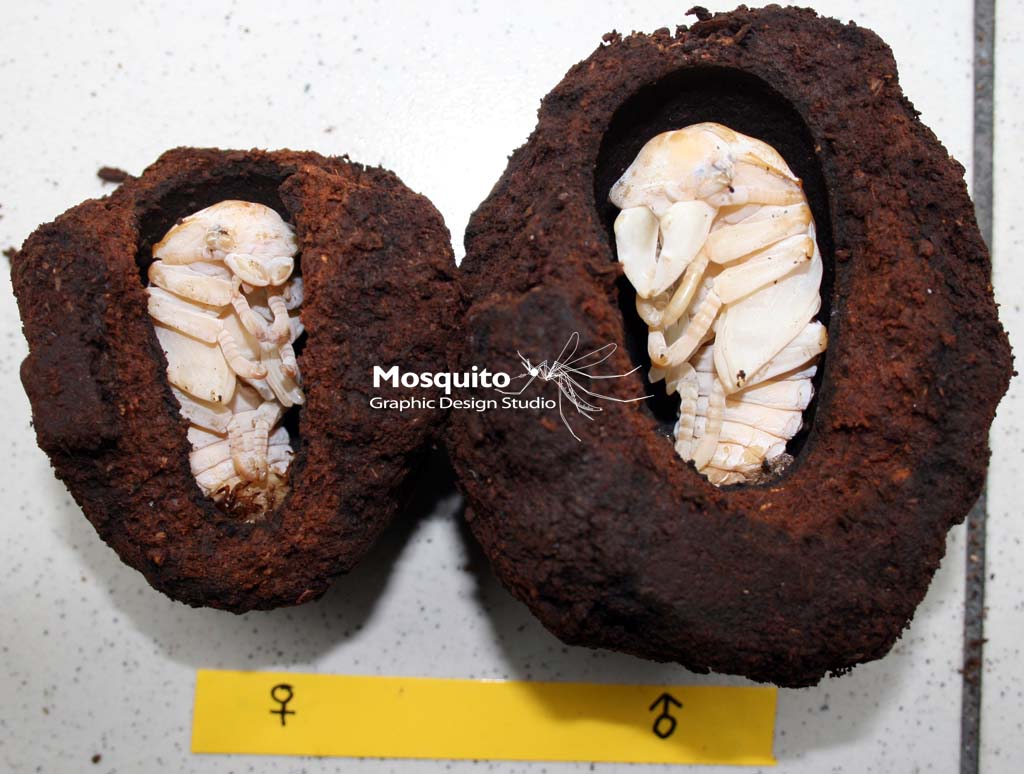 «ö¦¹¦b·sµøµ¡ÂsÄý¹Ï¤ù