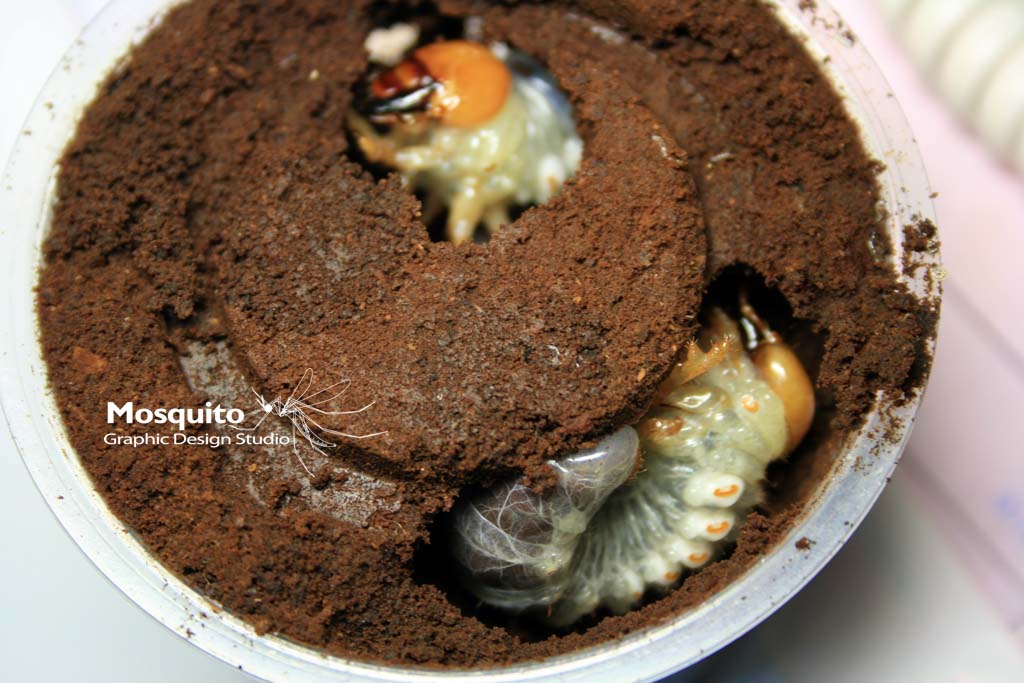 «ö¦¹¦b·sµøµ¡ÂsÄý¹Ï¤ù