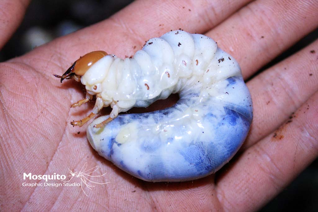 «ö¦¹¦b·sµøµ¡ÂsÄý¹Ï¤ù