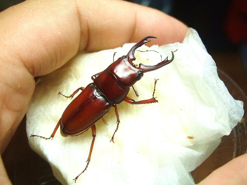 «ö¦¹¦b·sµøµ¡ÂsÄý¹Ï¤ù