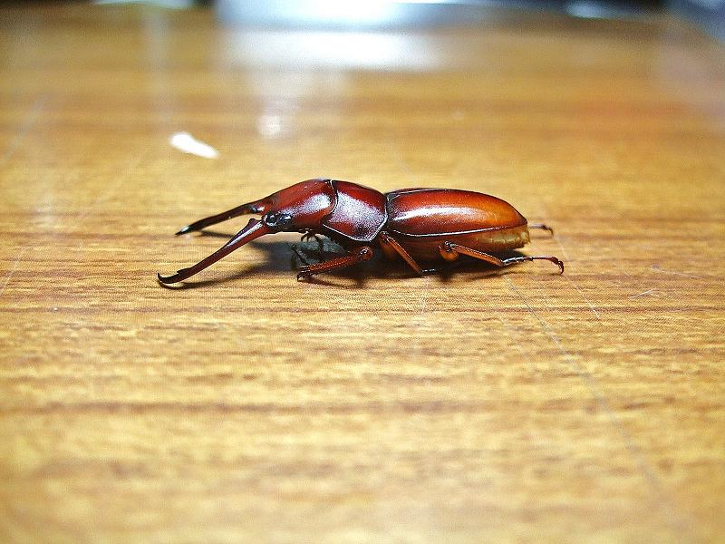 «ö¦¹¦b·sµøµ¡ÂsÄý¹Ï¤ù