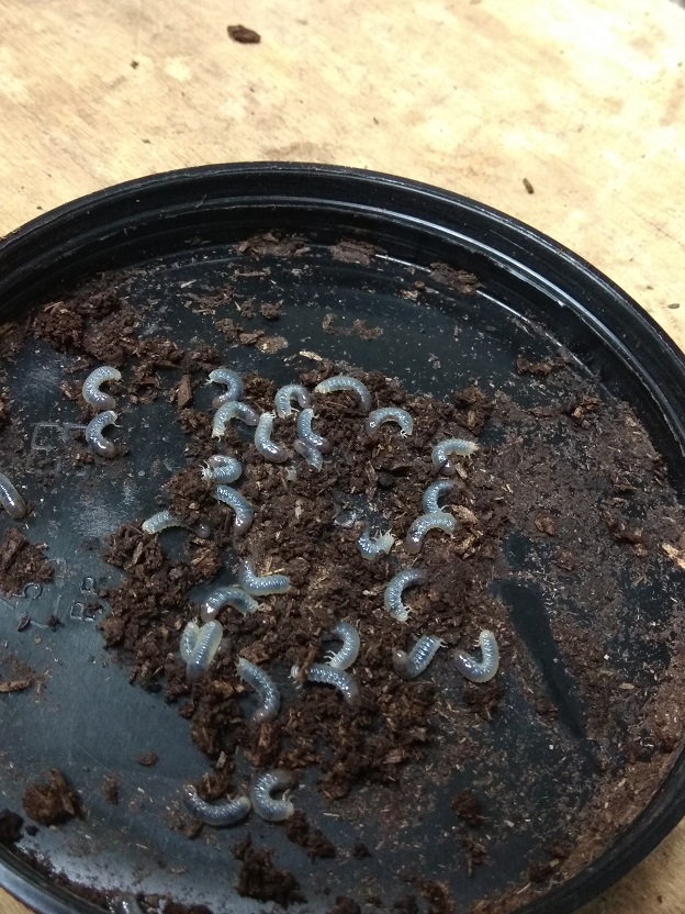 按此在新視窗瀏覽圖片