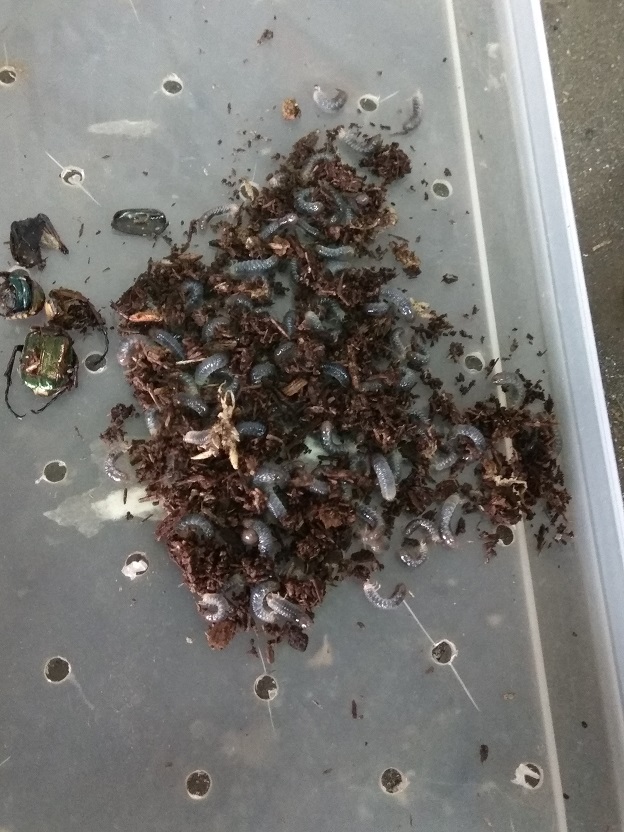 按此在新視窗瀏覽圖片