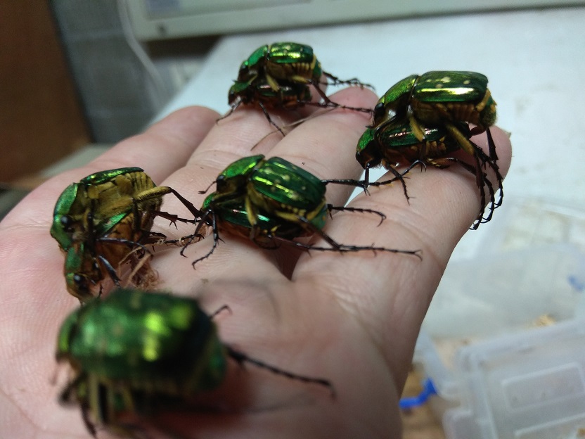 «ö¦¹¦b·sµøµ¡ÂsÄý¹Ï¤ù