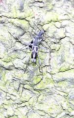 «ö¦¹¦b·sµøµ¡ÂsÄý¹Ï¤ù