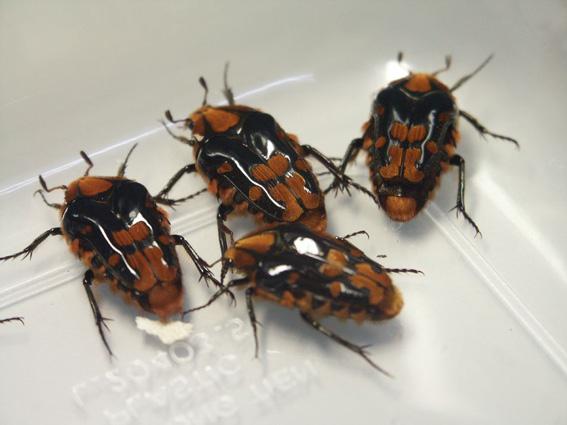 «ö¦¹¦b·sµøµ¡ÂsÄý¹Ï¤ù