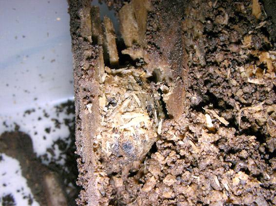 «ö¦¹¦b·sµøµ¡ÂsÄý¹Ï¤ù