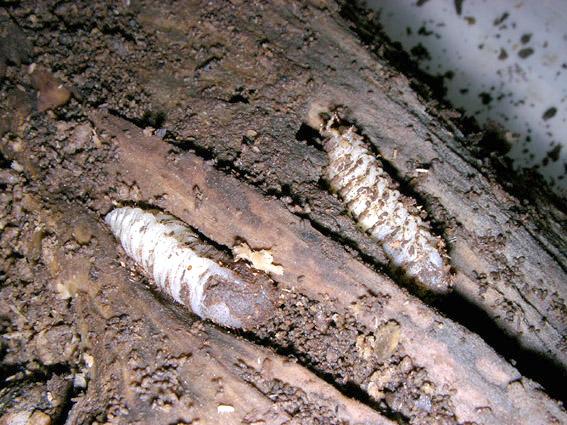 «ö¦¹¦b·sµøµ¡ÂsÄý¹Ï¤ù