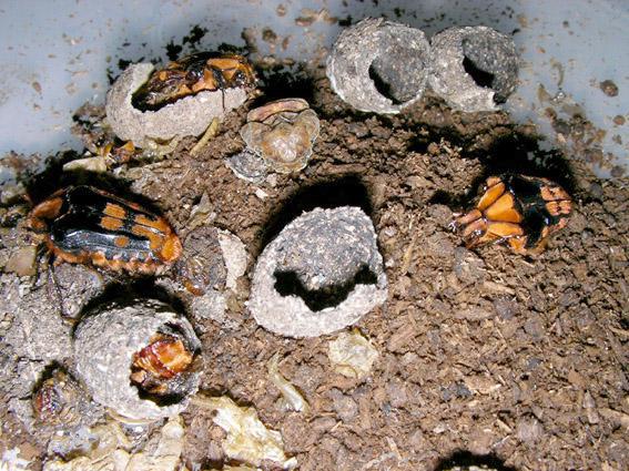 «ö¦¹¦b·sµøµ¡ÂsÄý¹Ï¤ù