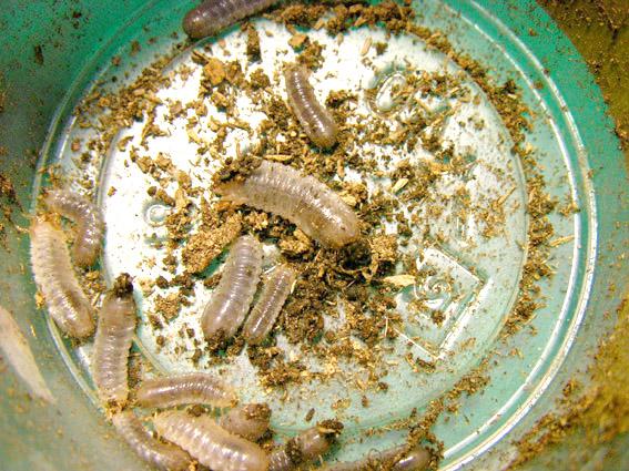 «ö¦¹¦b·sµøµ¡ÂsÄý¹Ï¤ù