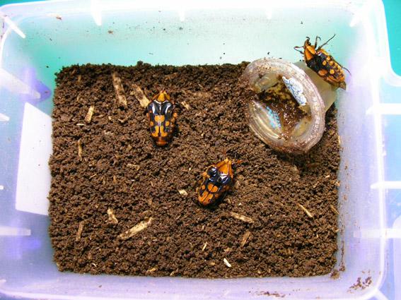 «ö¦¹¦b·sµøµ¡ÂsÄý¹Ï¤ù