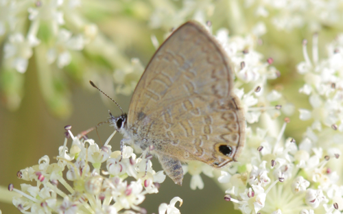 «ö¦¹¦b·sµøµ¡ÂsÄý¹Ï¤ù