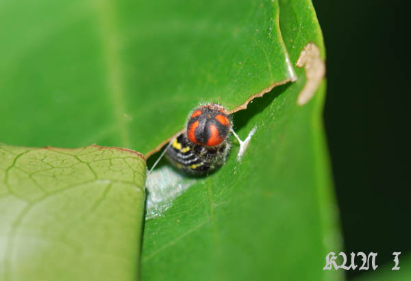 按此在新視窗瀏覽圖片