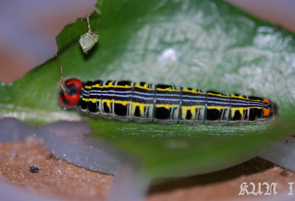 «ö¦¹¦b·sµøµ¡ÂsÄý¹Ï¤ù