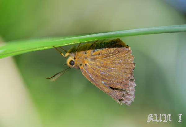 «ö¦¹¦b·sµøµ¡ÂsÄý¹Ï¤ù