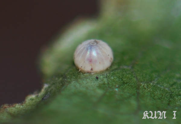 «ö¦¹¦b·sµøµ¡ÂsÄý¹Ï¤ù