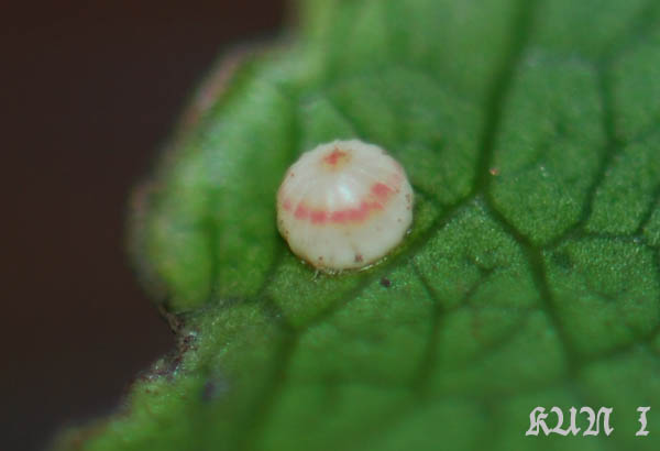 «ö¦¹¦b·sµøµ¡ÂsÄý¹Ï¤ù