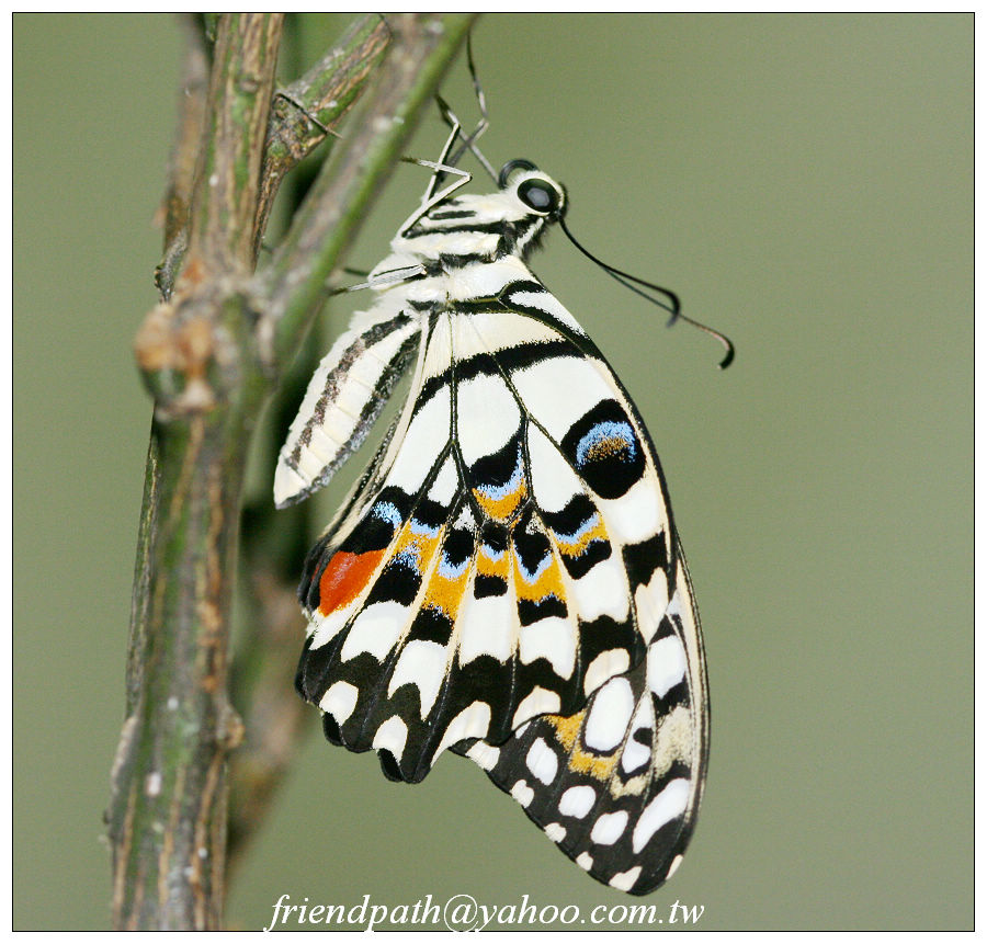 «ö¦¹¦b·sµøµ¡ÂsÄý¹Ï¤ù