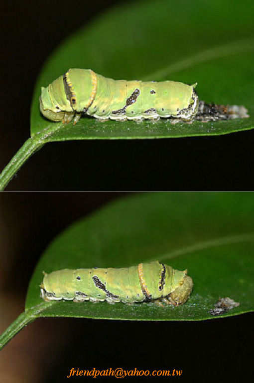 «ö¦¹¦b·sµøµ¡ÂsÄý¹Ï¤ù