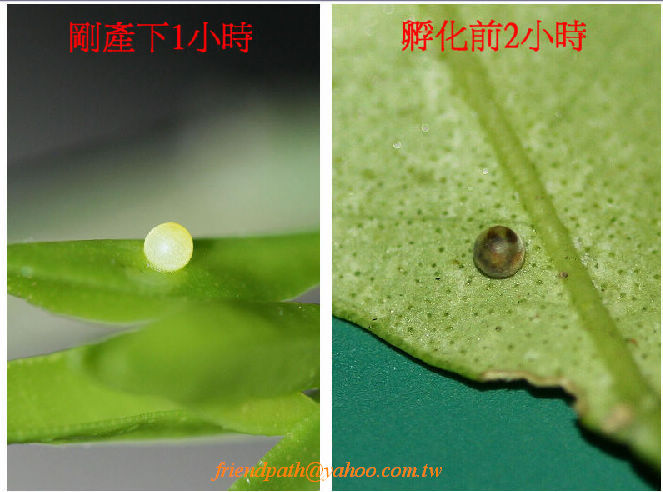 «ö¦¹¦b·sµøµ¡ÂsÄý¹Ï¤ù