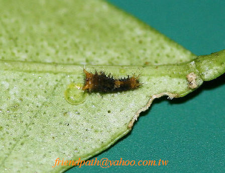 «ö¦¹¦b·sµøµ¡ÂsÄý¹Ï¤ù