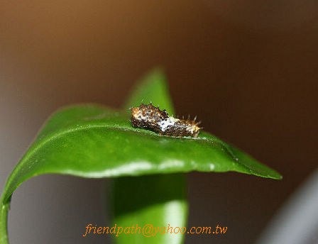 «ö¦¹¦b·sµøµ¡ÂsÄý¹Ï¤ù