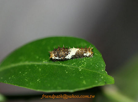 «ö¦¹¦b·sµøµ¡ÂsÄý¹Ï¤ù