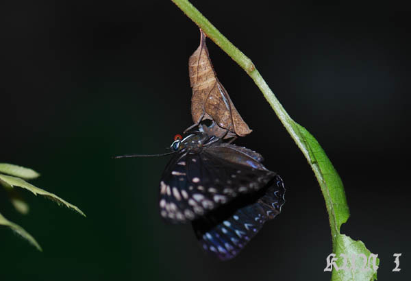 按此在新視窗瀏覽圖片